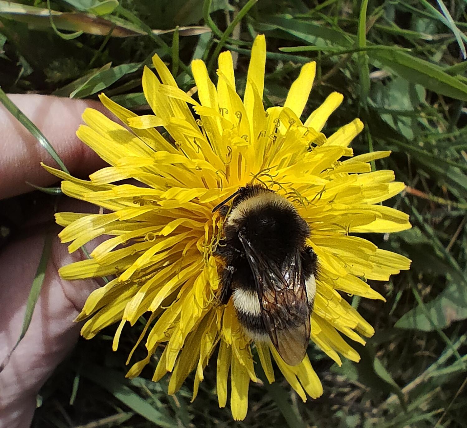 Life Beeadapt: il progetto europeo che tutela gli impollinatori e migliora i nostri territori