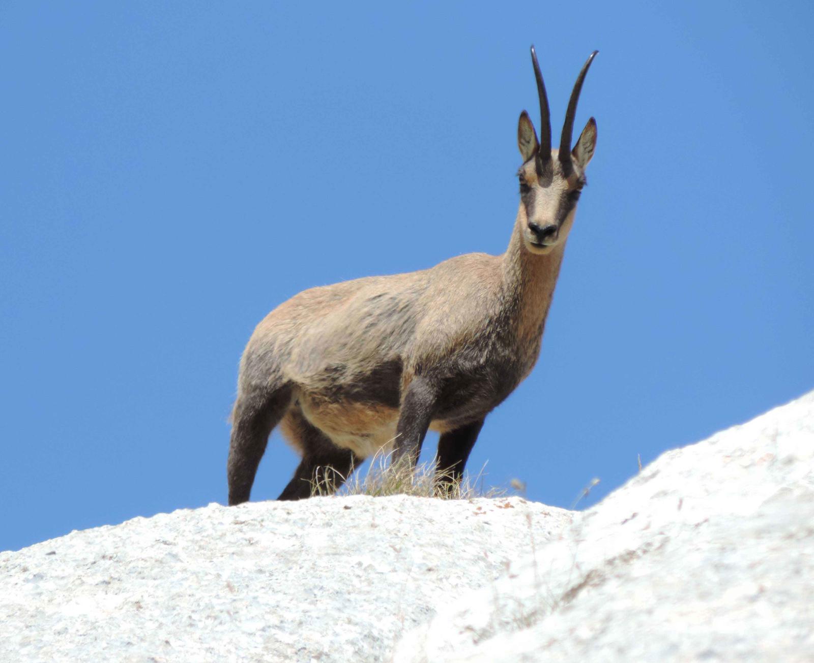 Quanti sono i Camosci appenninici nel parco nazionale dei Monti Sibillini? Il 24 luglio al via il nuovo censimento