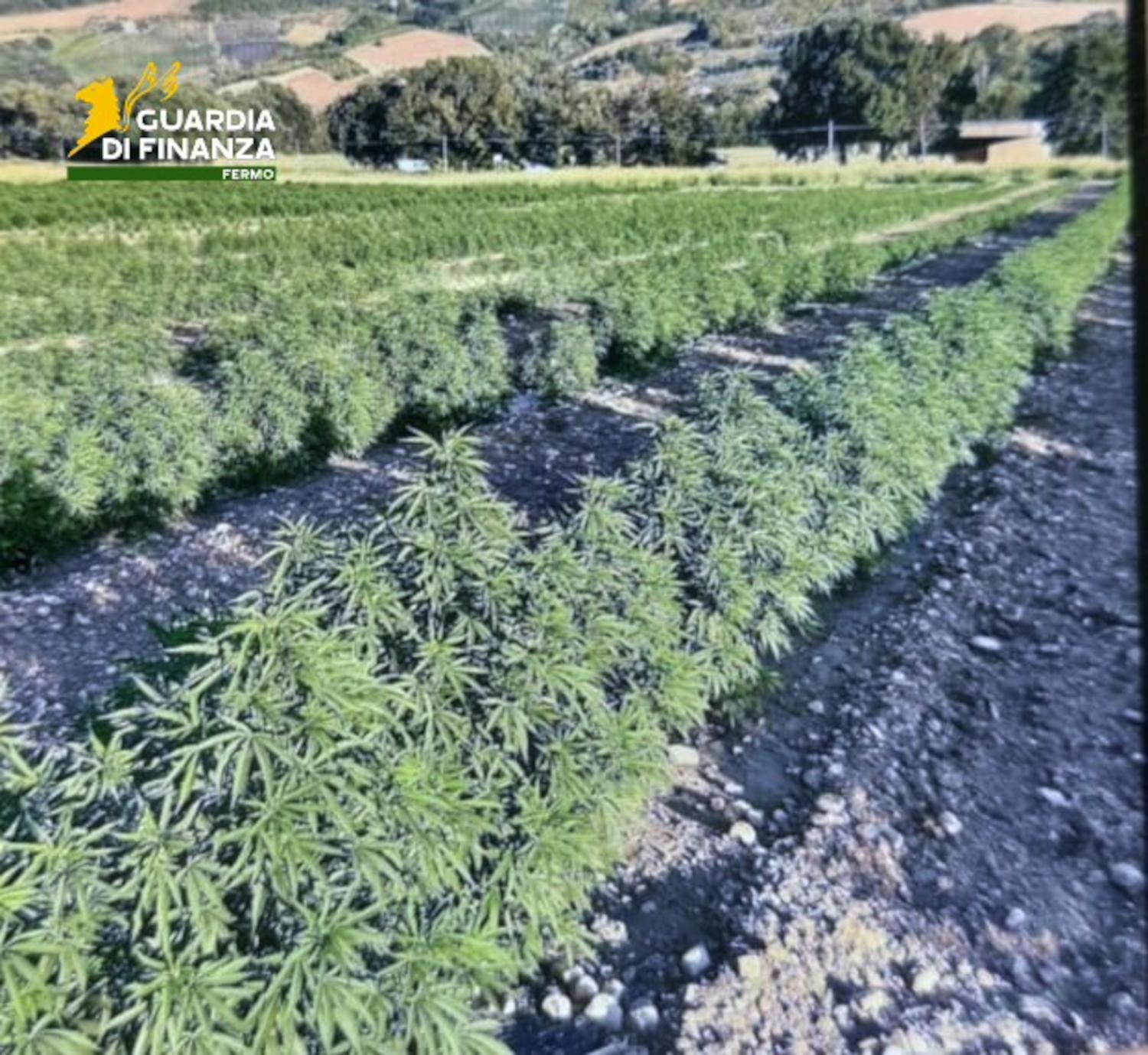 Le Fiamme gialle equestrano una tonnellata di cannabis