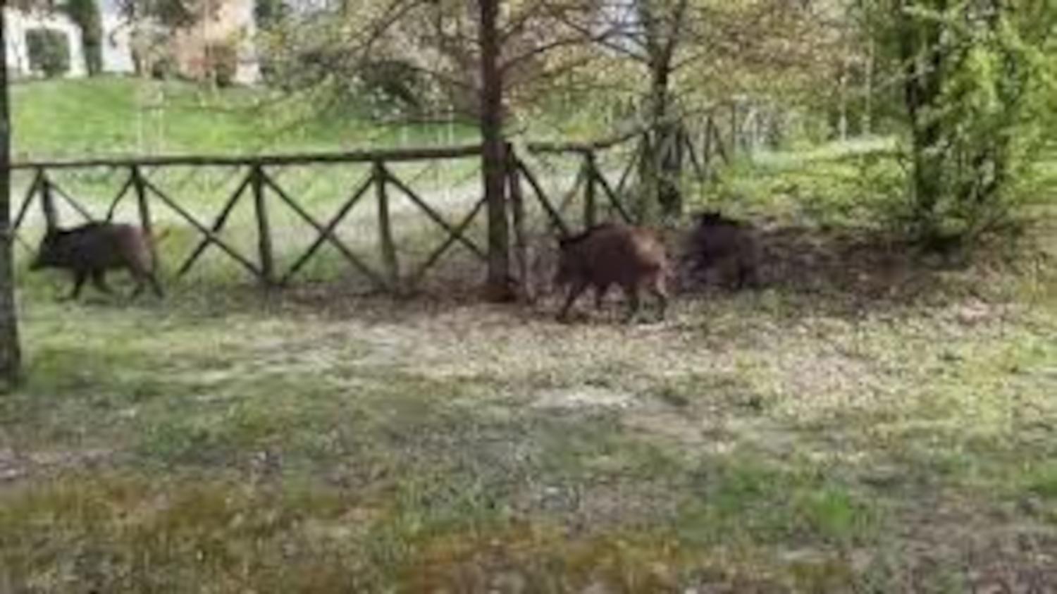 Riunione in Prefettura sul problema della presenza di cinghiali nell’area urbana di Ascoli Piceno