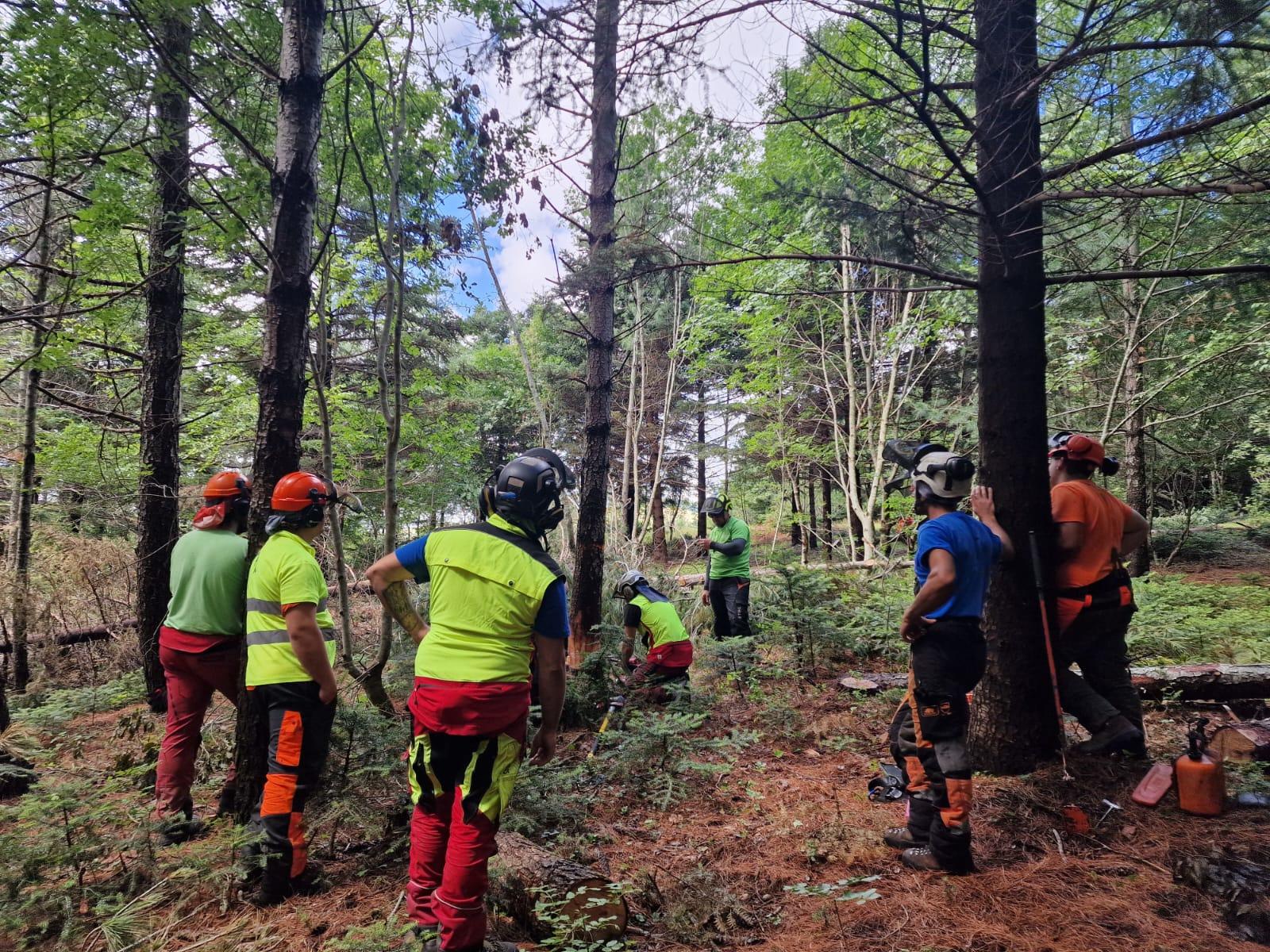 'Valorizzazione delle Filiere Forestali: Opportunità per gli Operatori Forestali, per lo sviluppo dell’imprenditorialità e per il Territorio Marchigiano'