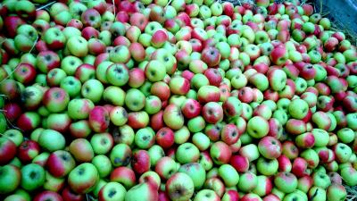 La mela rosa, regina dei Sibillini, sbaraglia le altre mele in Francia