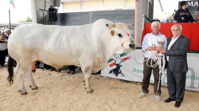 Volt, campione assoluto del Raci