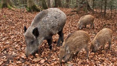 Iscrizioni al corso di 'Cacciatore di ungulati con metodi selettivi'
