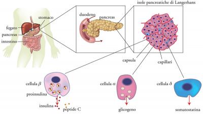 Trapianto di isole del Pancreas per curare i diabetici