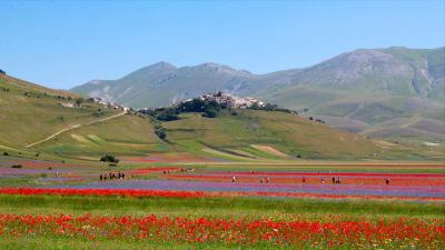 Fioritura di Castelluccio, al via la sperimentazione dei due week end di luglio verso una gestione sostenibile della piana di Castelluccio