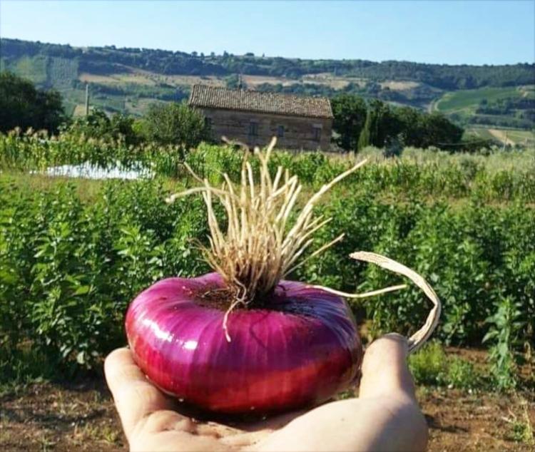 Cipolla rossa piatta di Pedaso alla sagra delle cozze